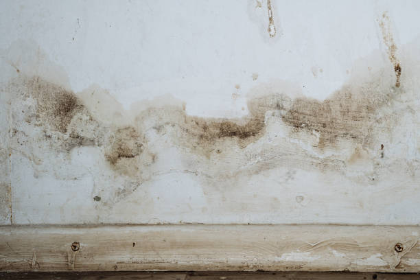 Why You Should Choose Our Mold Remediation Services in Bawcomville, LA